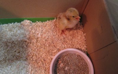 Le poussin de Brigitte
